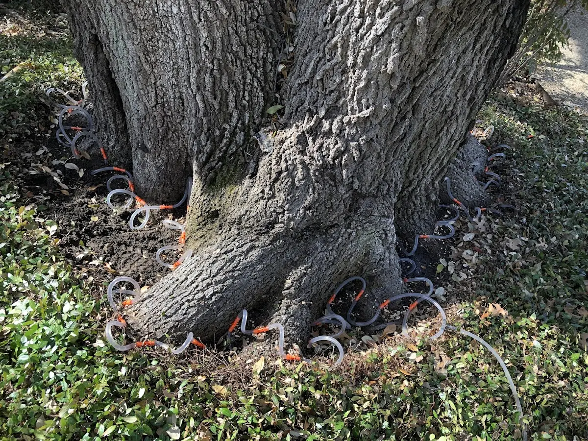 Detailed Tree Cabling and Bracing job site in Arnaudville